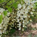 Robinia pseudoacacia Flower