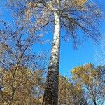 Populus × canescens Buveinė