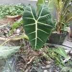 Alocasia micholitziana List