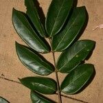 Swartzia polyphylla Leht