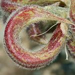 Astragalus layneae Fruto
