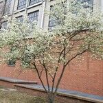 Amelanchier canadensis 整株植物