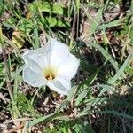 Ipomoea imperatiFlor