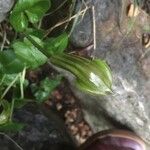 Arisarum vulgare Blatt