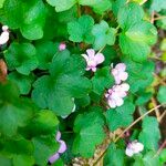 Cymbalaria muralisFlor