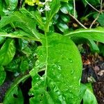 Phytolacca esculenta Hoja