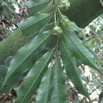 Guatteria dolichopoda Leaf