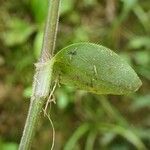 Callisia gracilis পাতা