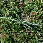 Allium polyanthum অভ্যাস