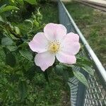 Rosa pouzinii Flor