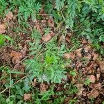 Solanum seaforthianum Habit