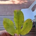 Passiflora edulis Leaf