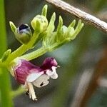 Scrophularia striata Flower