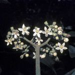 Solanum rugosum Flor