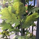Quercus robur Lehti