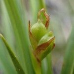 Carex halleriana Fruto