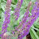 Salvia nemorosa Квітка