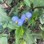 Commelina erectaFlower