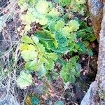 Saxifraga spathularis Habit