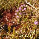 Polygala cruciata Habitat