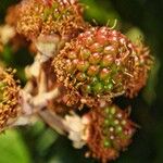 Rubus ulmifolius Fruit