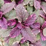 Strobilanthes alternata Fulla