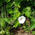 Convolvulus sepiumFlor