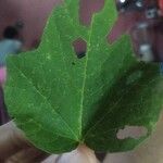 Passiflora foetida Φύλλο