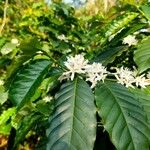 Coffea arabica Habit