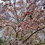 Magnolia × soulangeana Облик