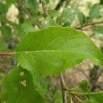 Prunus domestica Blad