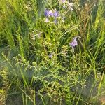 Trichostema dichotomum Hábito