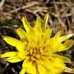 Takhtajaniantha austriaca Flower