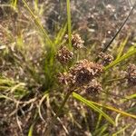 Cyperus difformis Likasa