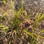 Cyperus difformis Листок