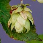 Humulus lupulus Virág