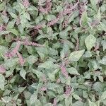 Amaranthus deflexus Habit