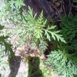 Ambrosia tenuifolia Hoja