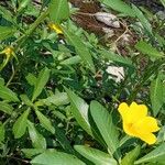 Ludwigia grandiflora Vekstform