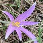 Colchicum autumnaleফুল