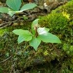 Cornus canadensis Habitus