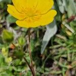 Potentilla grandiflora Flower