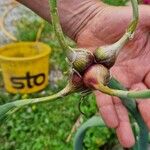 Allium × proliferum Frutto