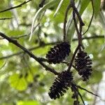 Elaeagnus rhamnoides Frukt