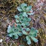 Saxifraga paniculata Blatt