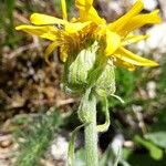 Senecio gerardi Λουλούδι