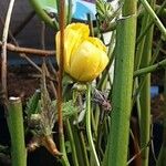 Kerria japonica Kvet