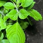 Ocimum campechianum Frunză