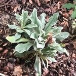 Silene coronaria Blad