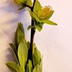 Salix caesia Leht